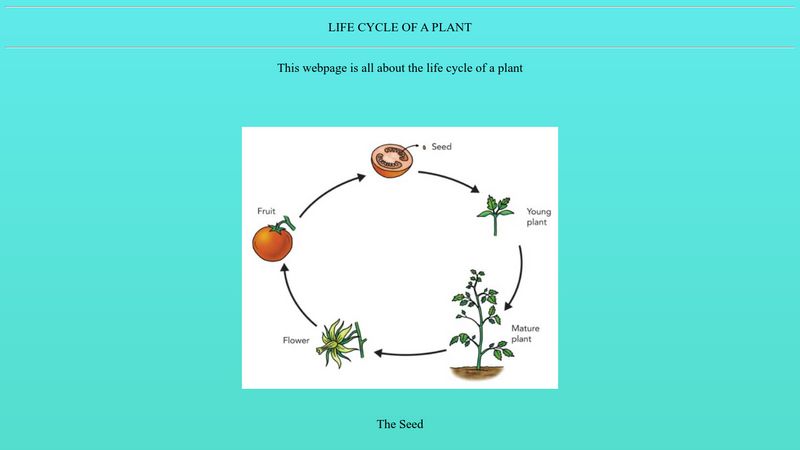 LIFE CYCLE OF A PLANT