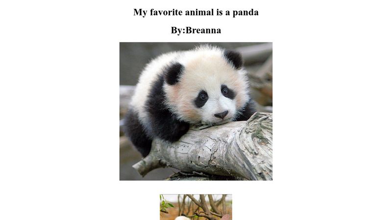 My favorite animal panda
