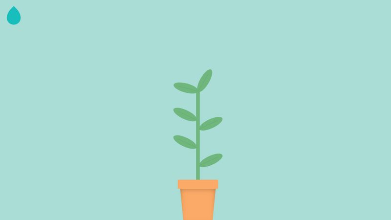 growing plant animation