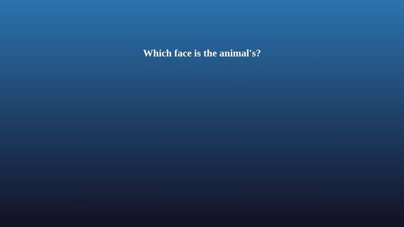 [JS] Animal Match Game