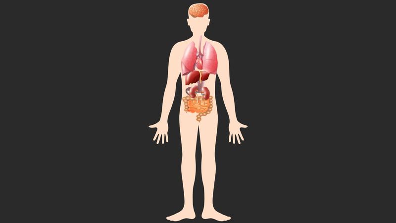 SVG use selecting a region in human body