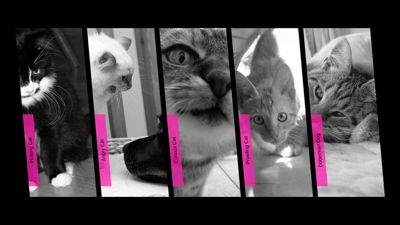 accordion gallery zoom animation (css, responsive)