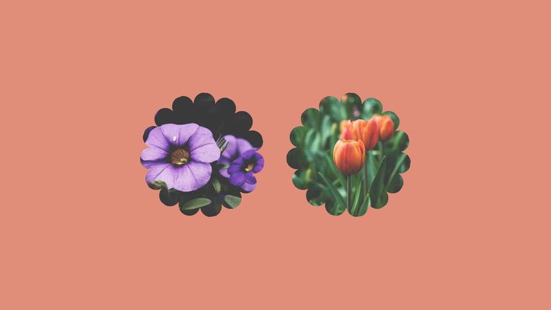 CSS-only Flower mask with rotation and hover effect