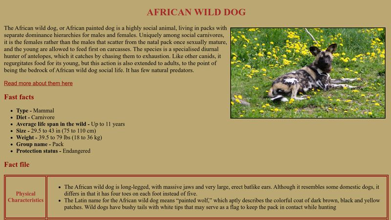 African Wild Dog Facts: Diet, Behavior, Habitat