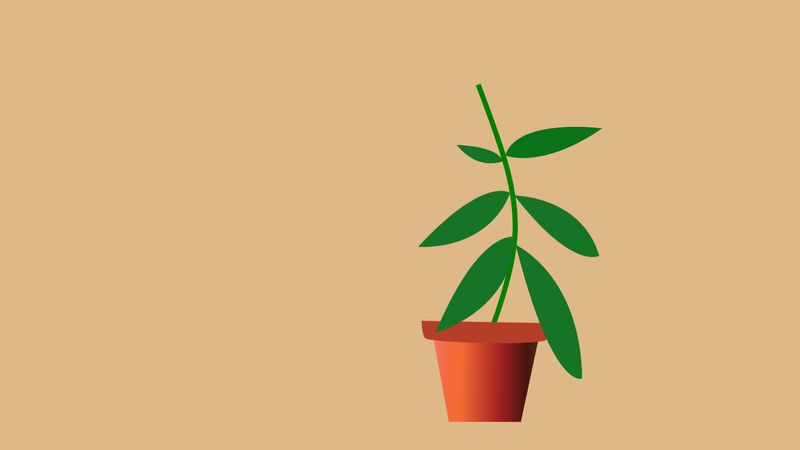 Plant-Pure CSS animation