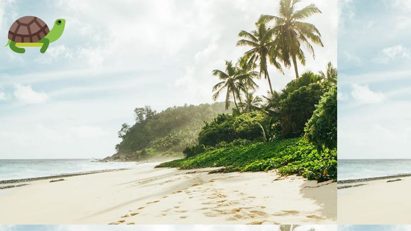 Beginner JS - Turtle Walking