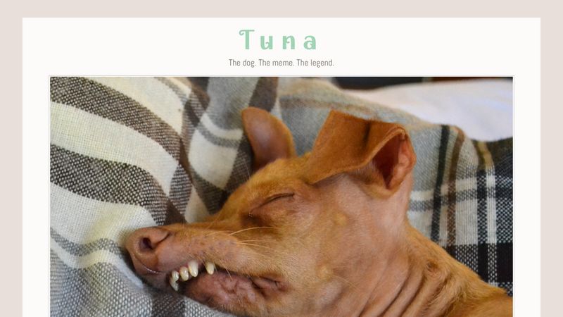 tuna the dog with braces