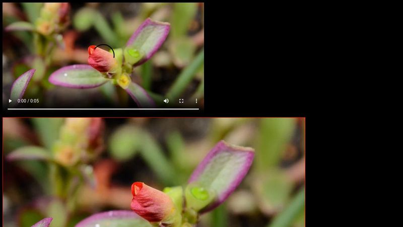 HTML VIDEO FRAME CAPTURE