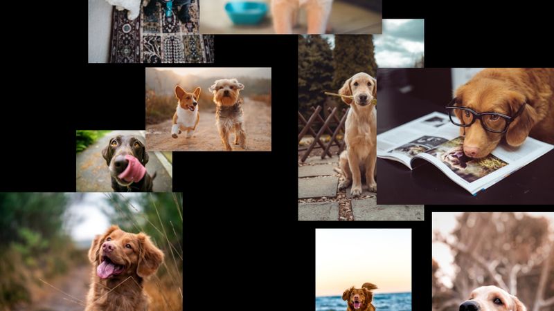 Doggie Screensaver