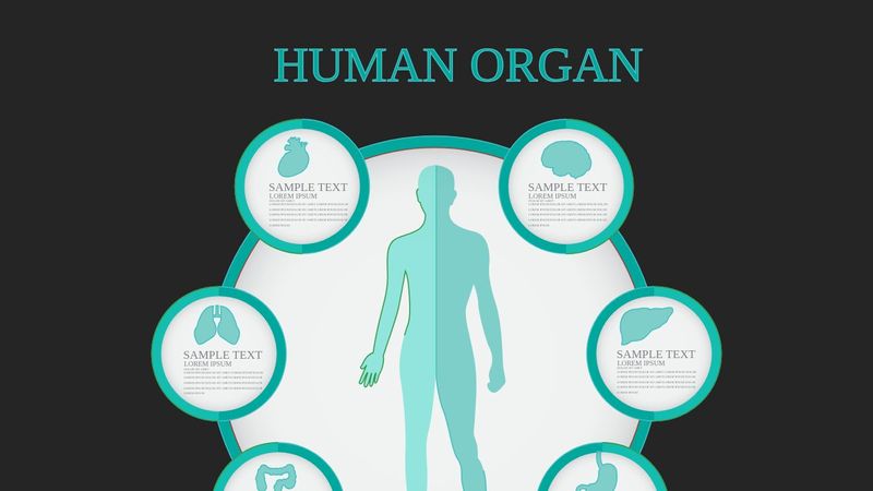 Human Body