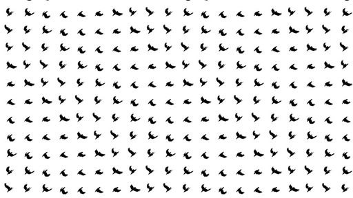 Grid of Birds - Script Codes